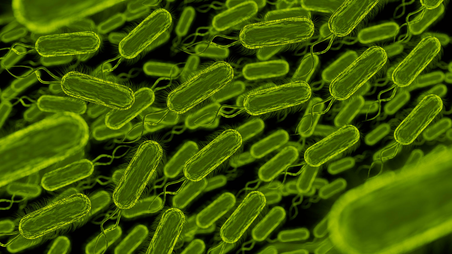 fermented foods with natural probiotics